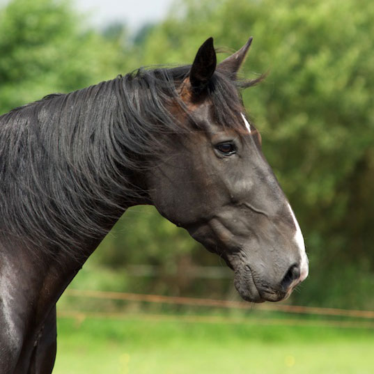 Team Van Troje - Veelzijdig recreatiepaard