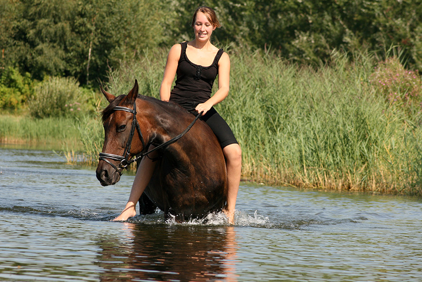 Team Van Troje - Draver liefhebbers