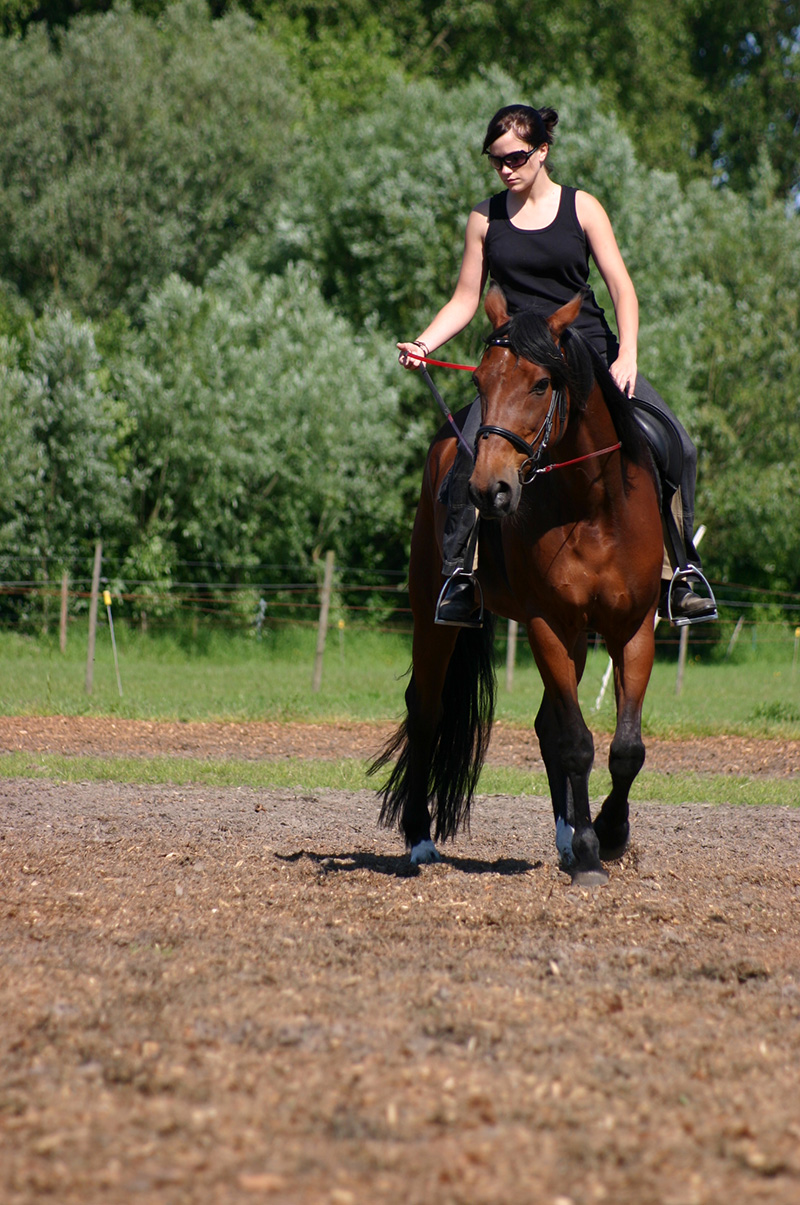 Team Van Troje - Draver Recreatiepaard