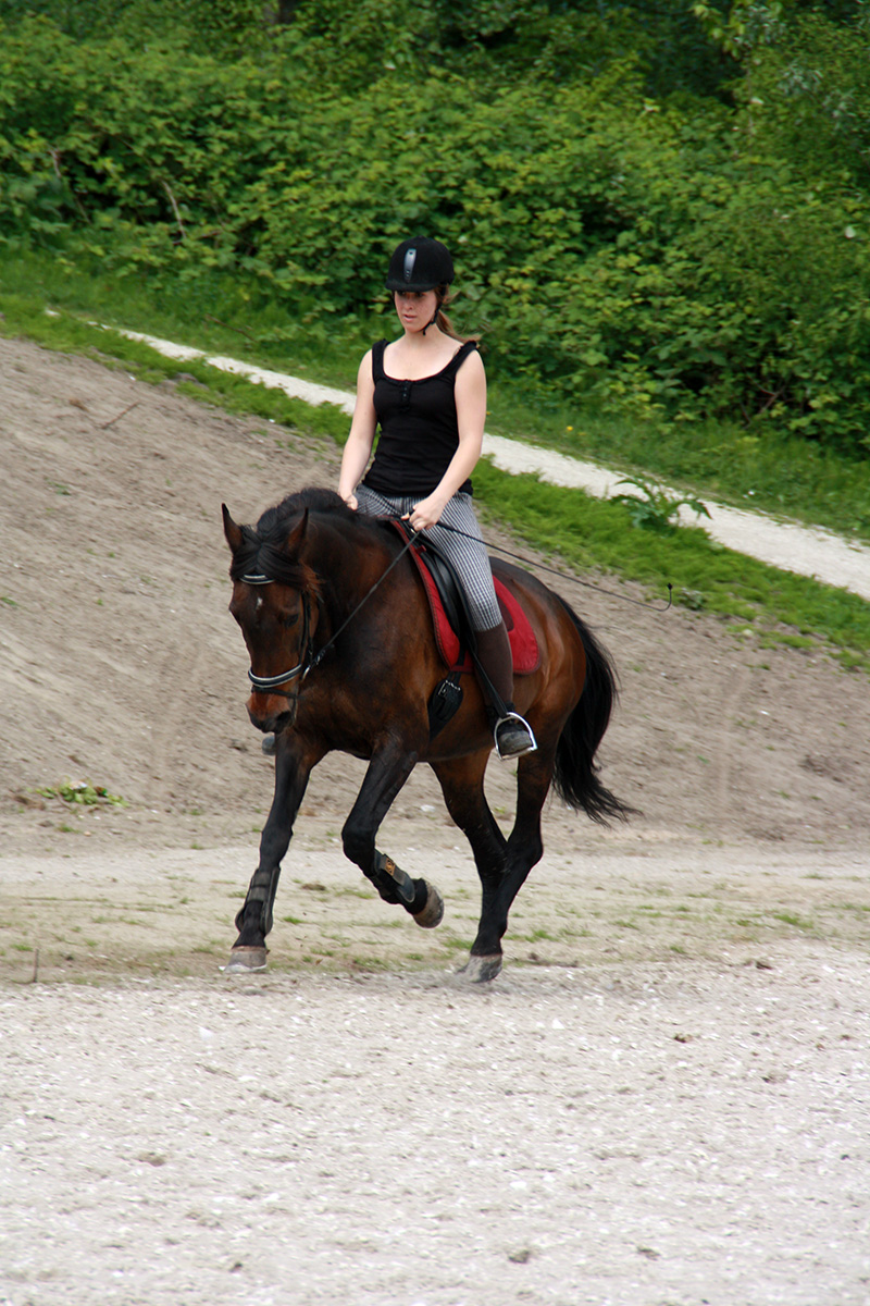 Team Van Troje - Draver in galop