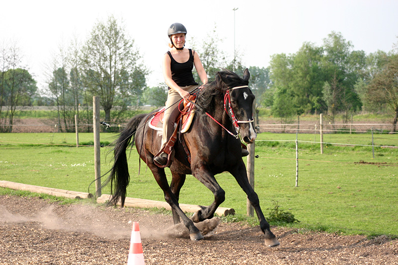 Team Van Troje - Draver in galop