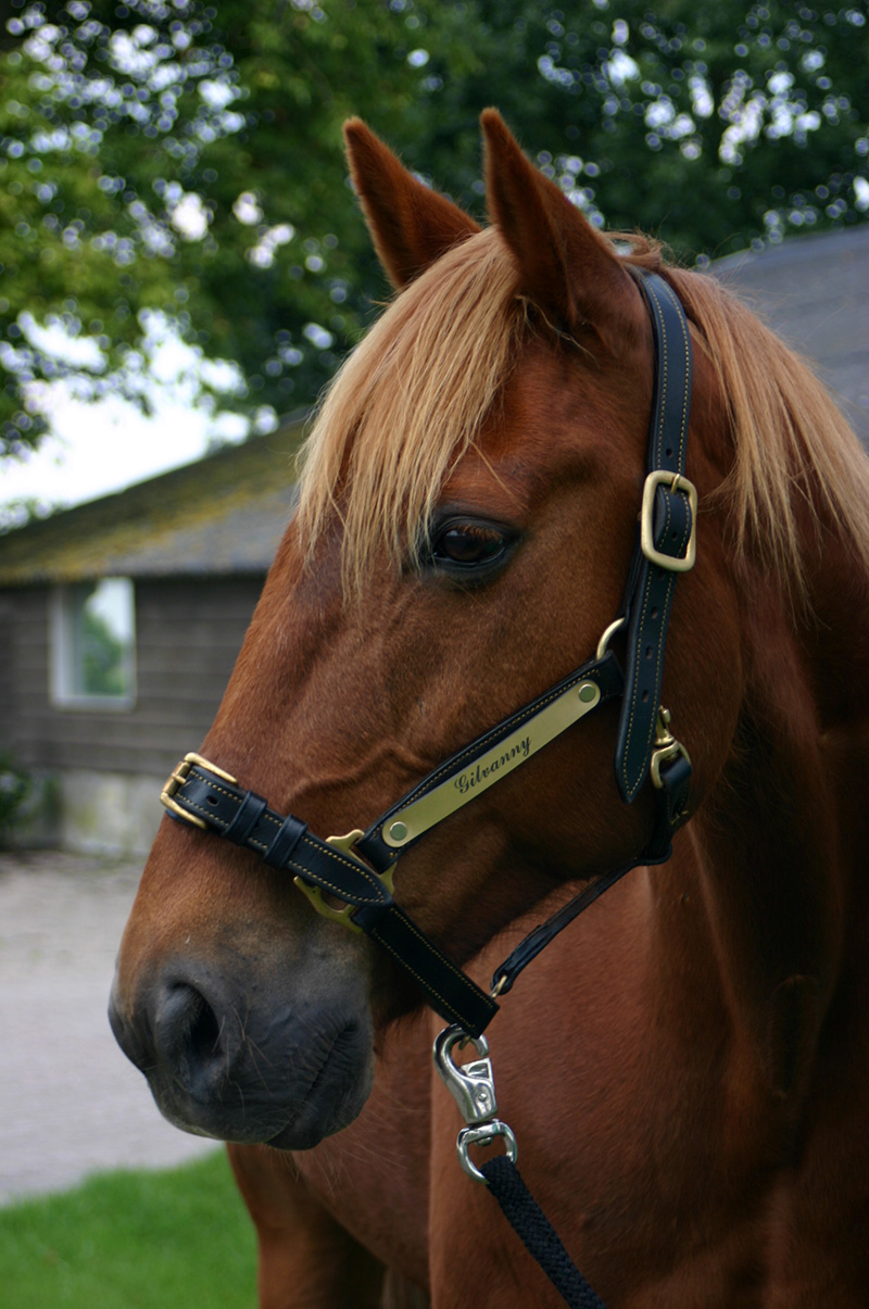 Team Van Troje - Draver recreatiepaard