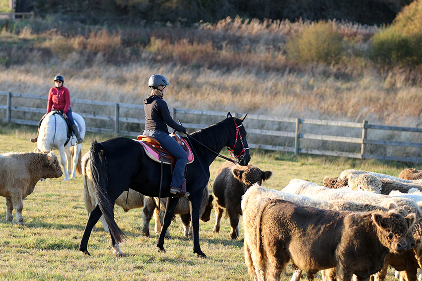 Team Van Troje - Draver Western riding