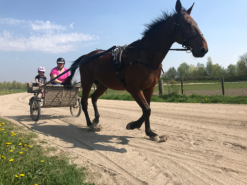 Team Van Troje - Draver mennen