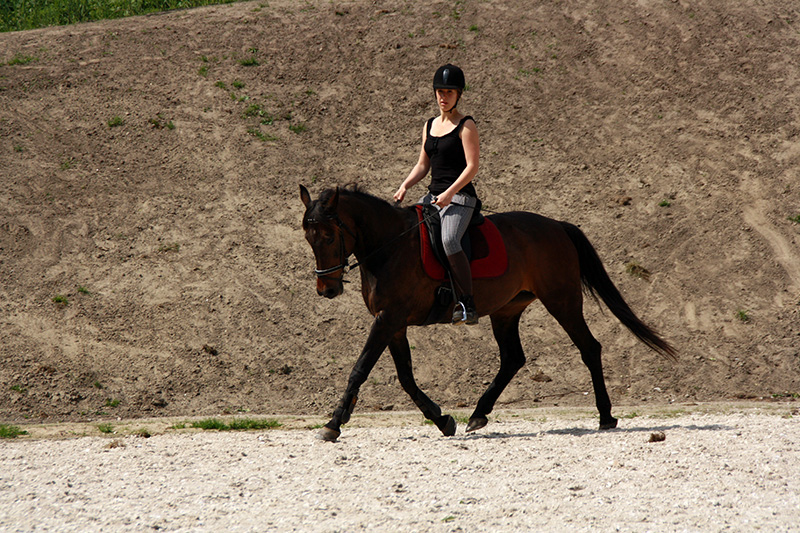 Team Van Troje - Draver dressuur